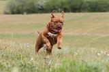 DOGUE DE BORDEAUX 072